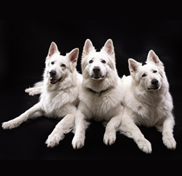 Fantagiro, Iorek, Zara